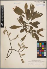 Foto von Salix cinerea L.